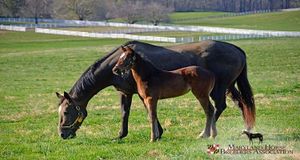 Maryland Horse Breeders Association Hires Maroon PR