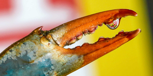 Maryland Flag in Water Droplet is ‘Fan Favorite’ in Natural Resources Photo Contest; Grand Prize for Screech Owl