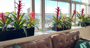 From Spartan to Sprouting: How Plants Breathe Life into Response Labs