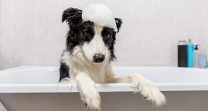 “Consumers three times more likely to trust their shampoo brand than news media”