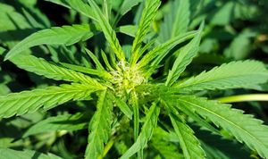 GKV selected for Maryland cannabis campaign