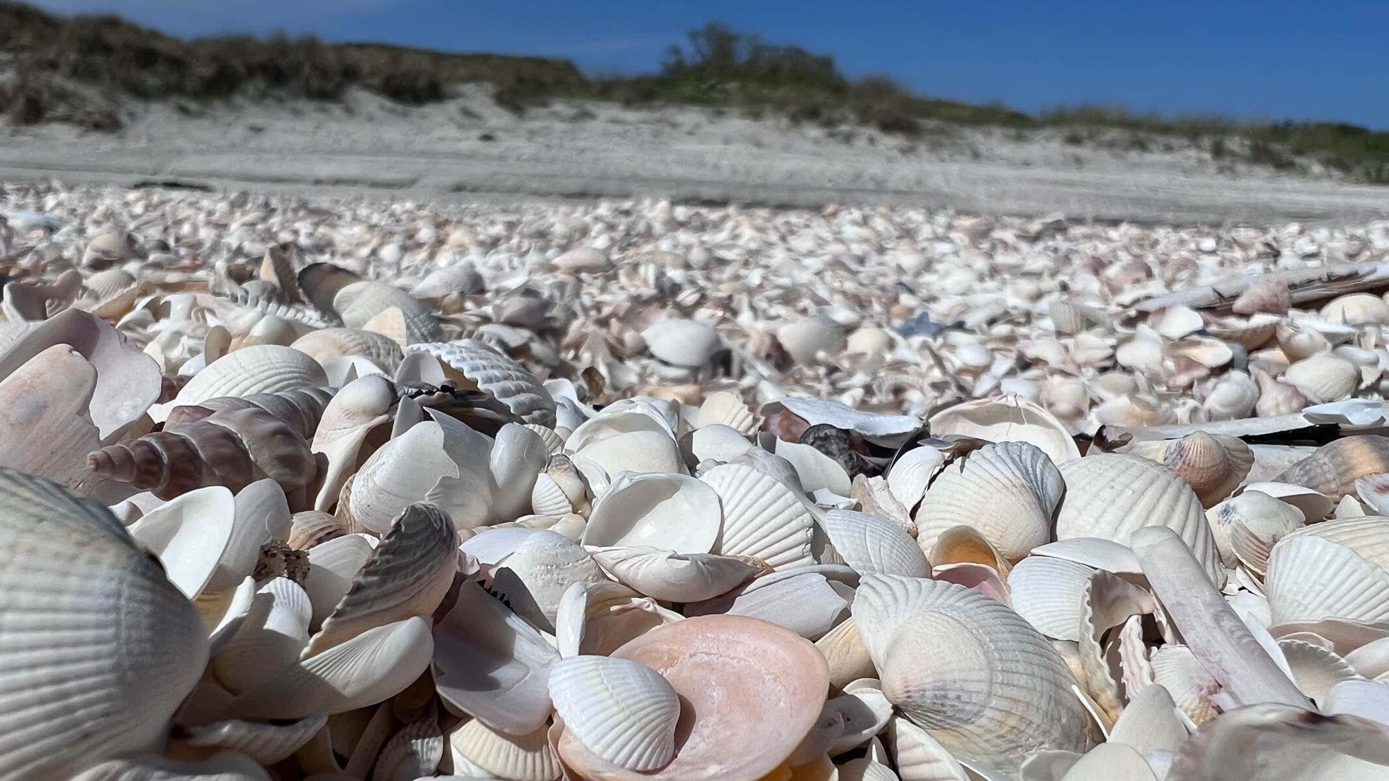 Am Muschelstrand