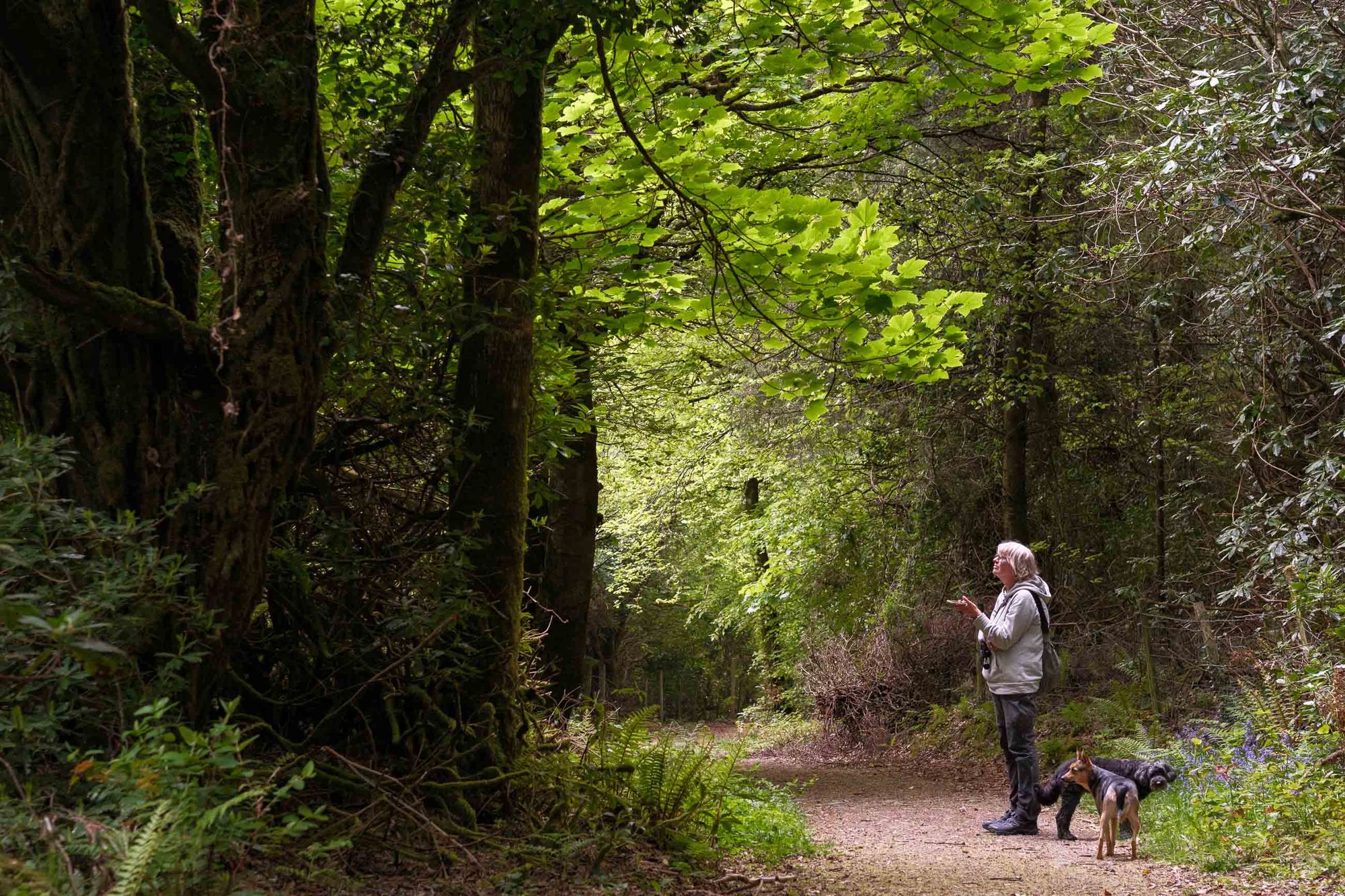 Ards Forest Park