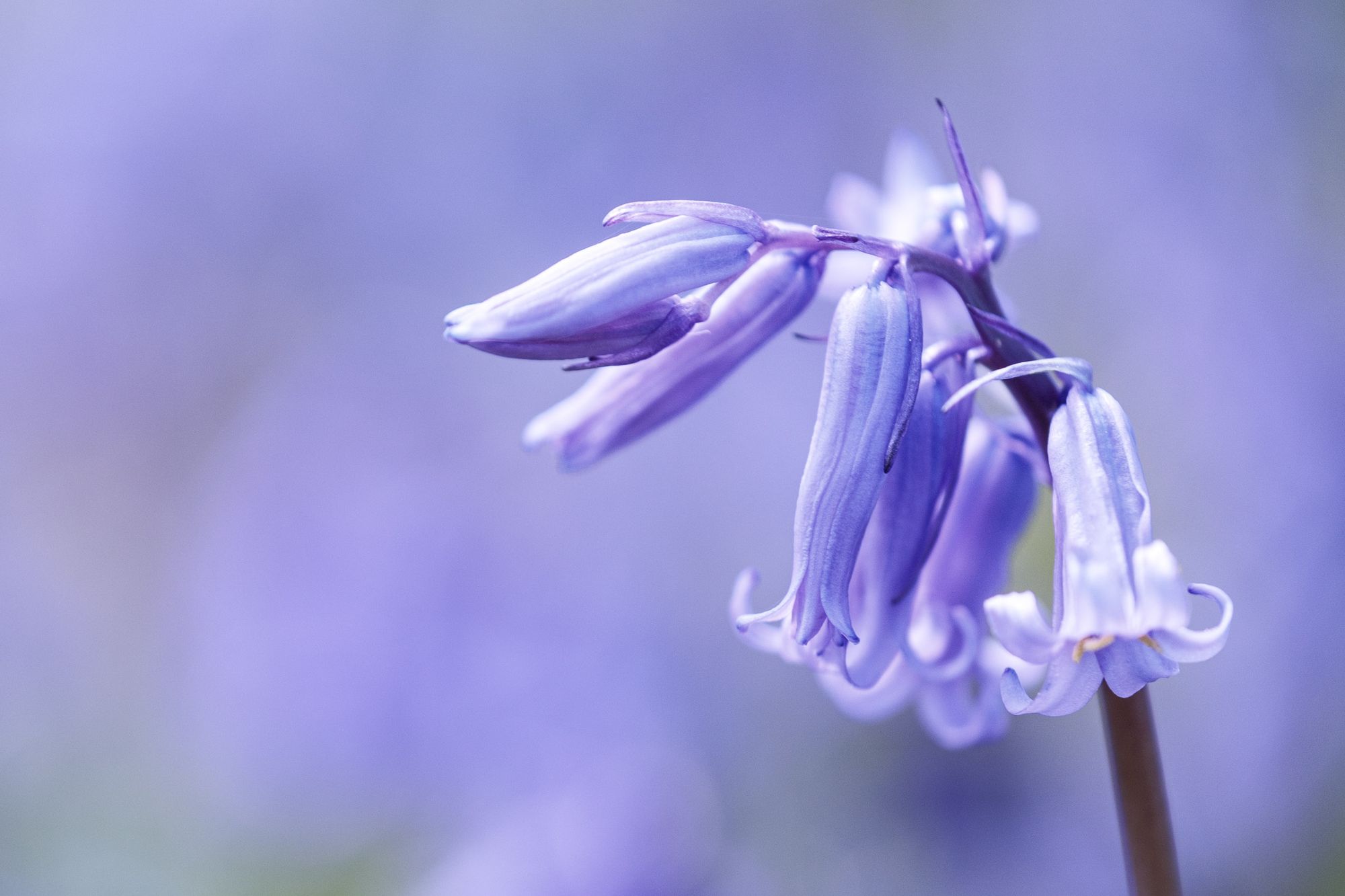 Bluebell Eskalation