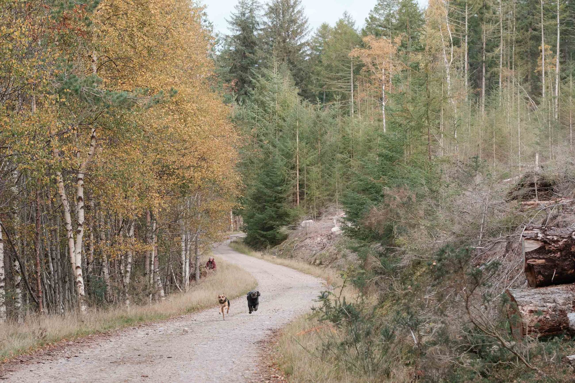 Glen Tanar