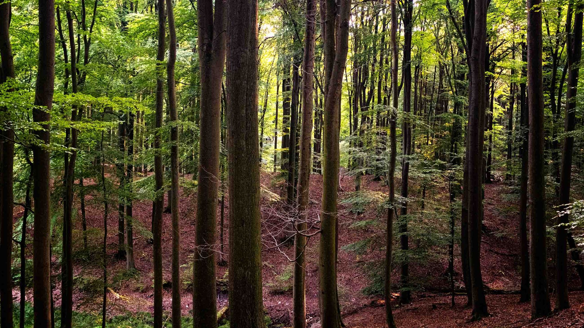 Uriger Wald