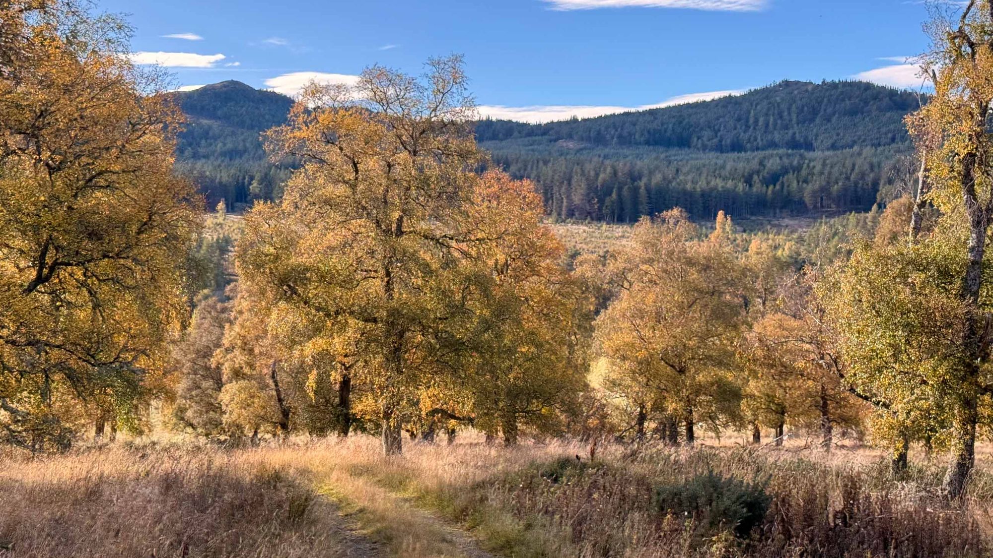 Herbst in den Cairngorms