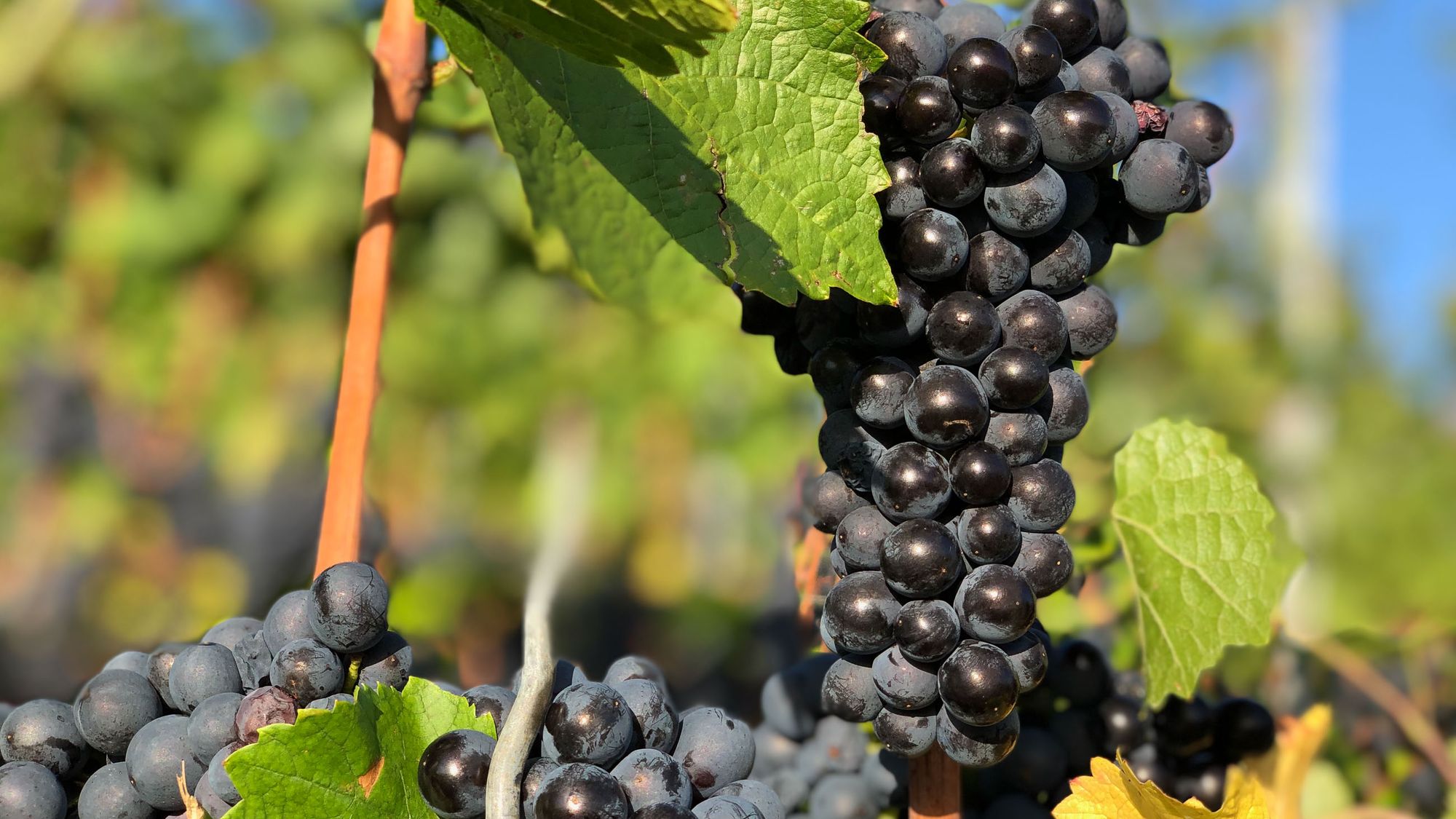 Starenschreck im Weinberg