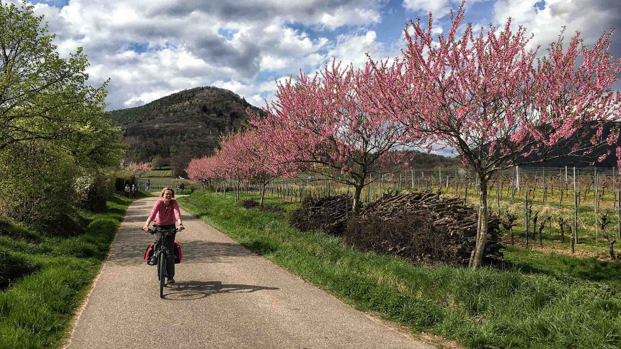 Auf zur Mandelblüte