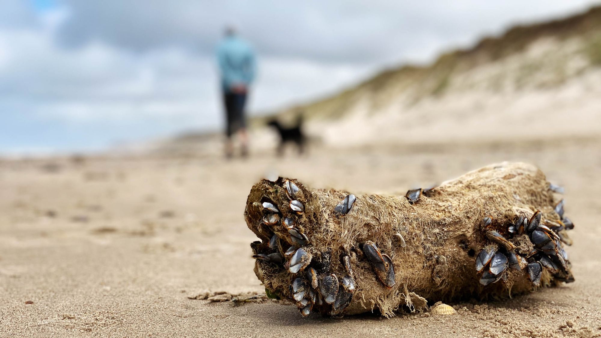 Windpusteri