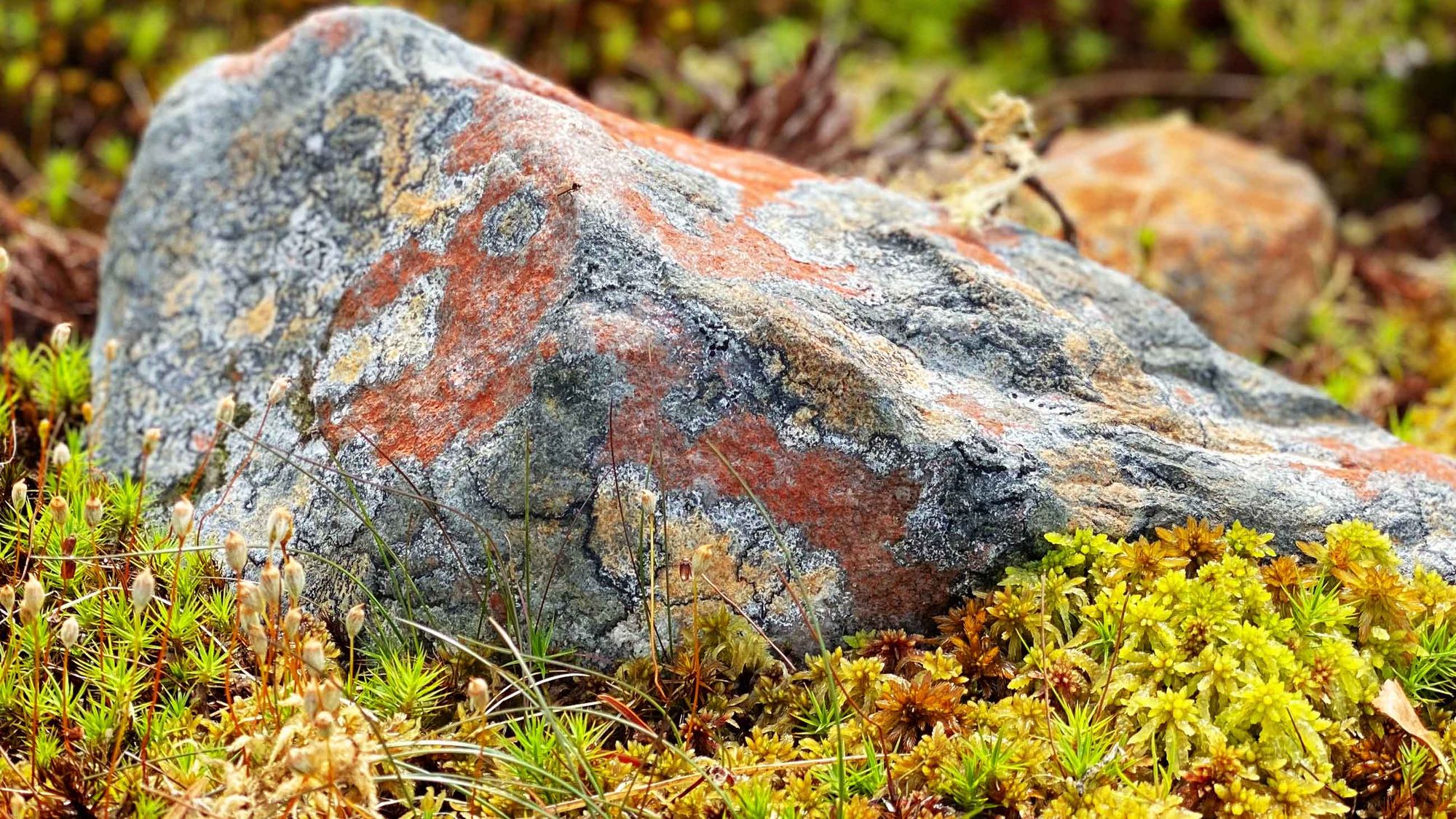 Flechtensteine