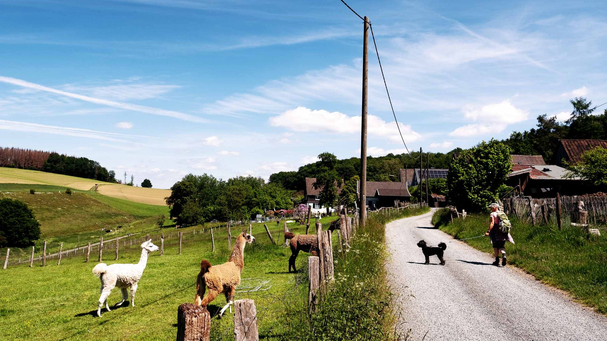 Bergische Lamas