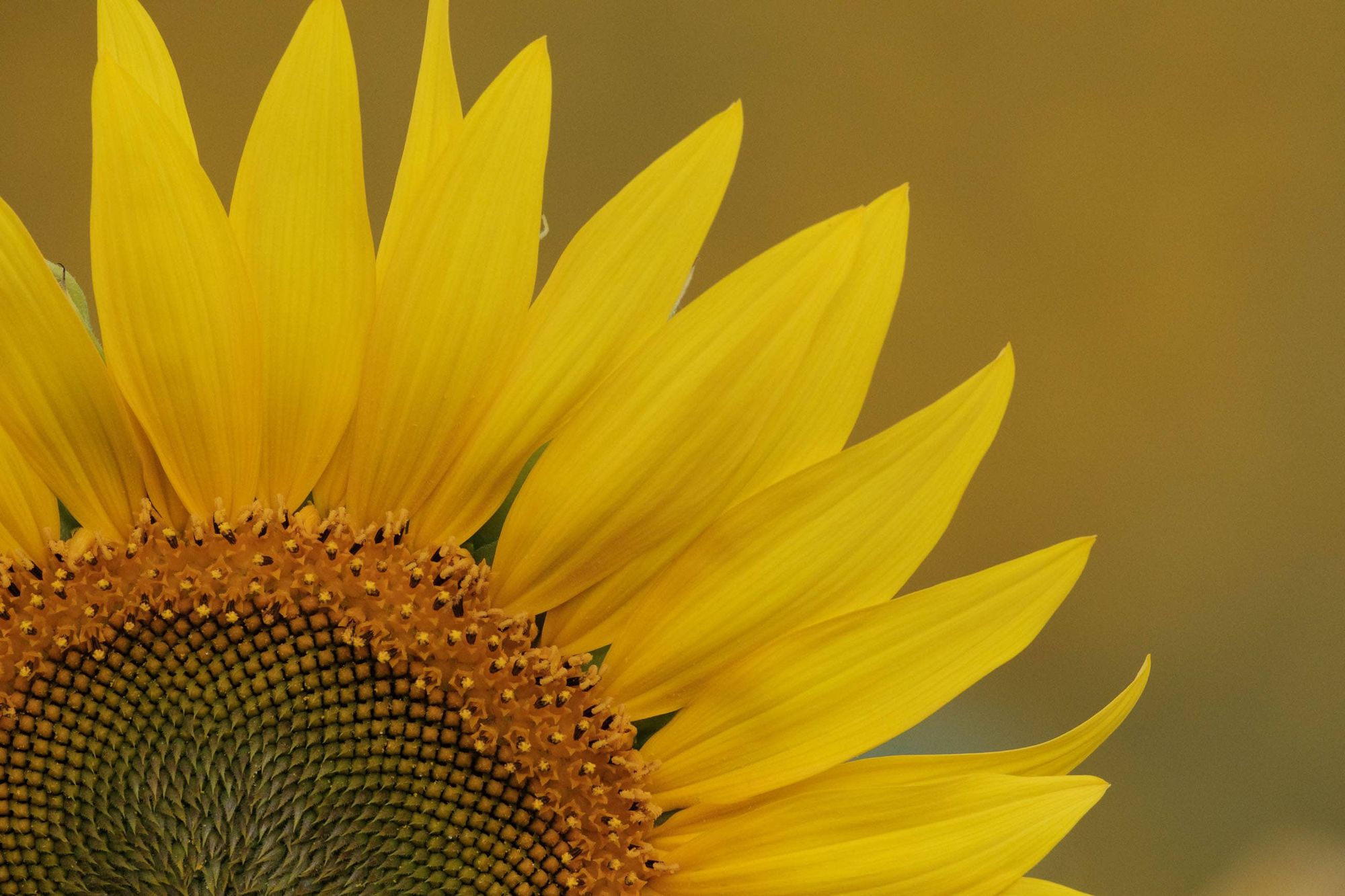 Sonnenblumen
