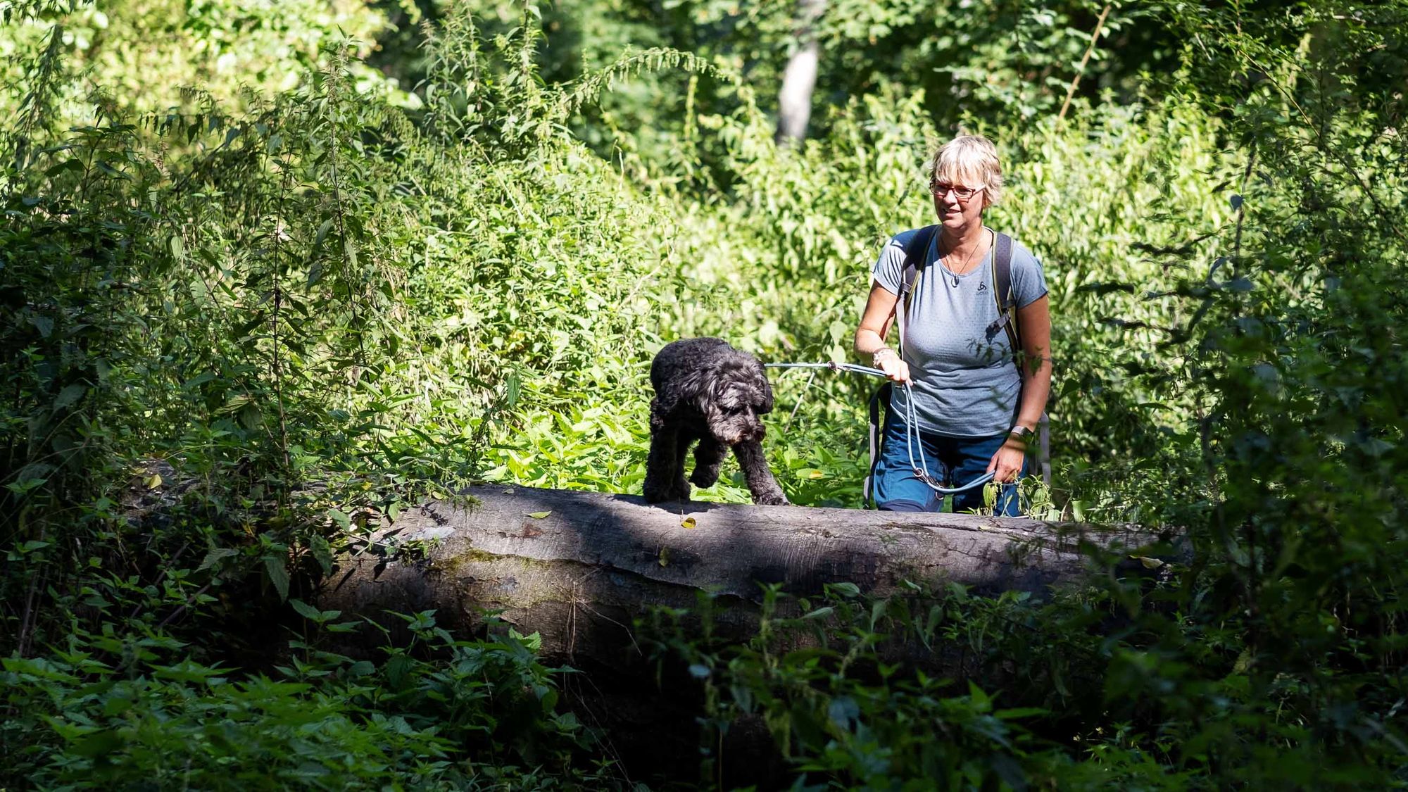 Wilder Wald
