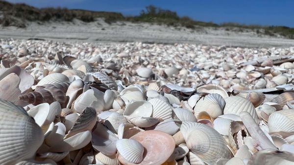 Am Muschelstrand