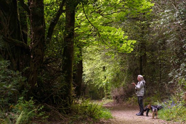 Ards Forest Park