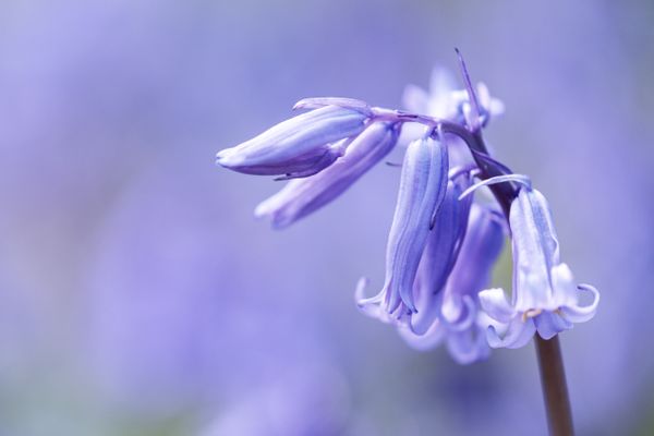 Bluebell Eskalation
