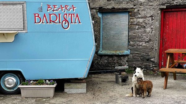 Beara Barista