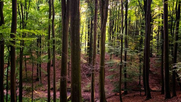 Uriger Wald
