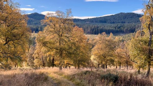 Herbst in den Cairngorms
