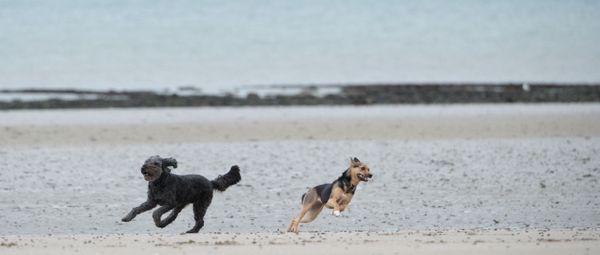 Hundestrand