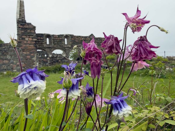 Iona 3