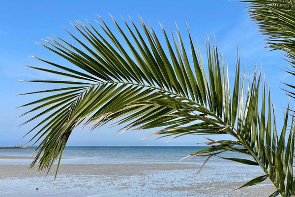 Palmestranden