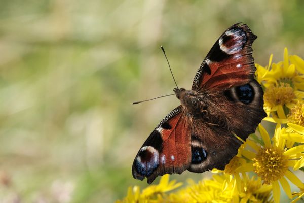 Schmetterlinge