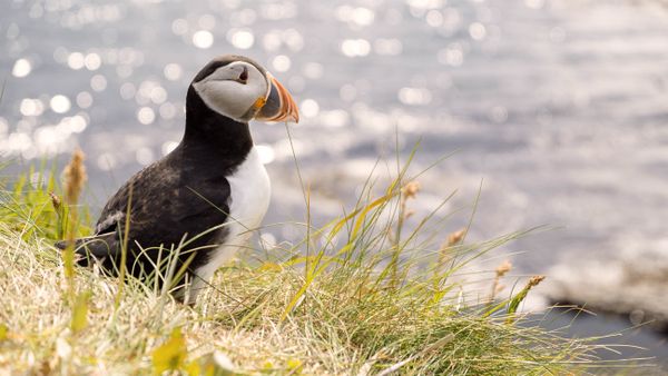Staffa Puffins und Iona