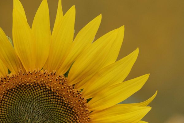 Sonnenblumen