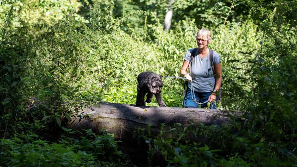 Wilder Wald
