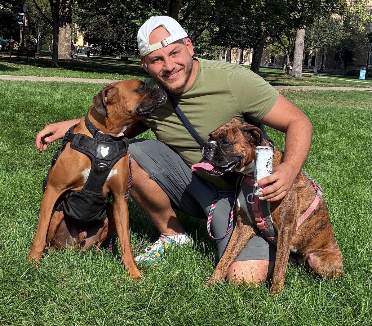 Boxer Origins & Evolution: From Medieval Boar Dog to Modern Family Athlete