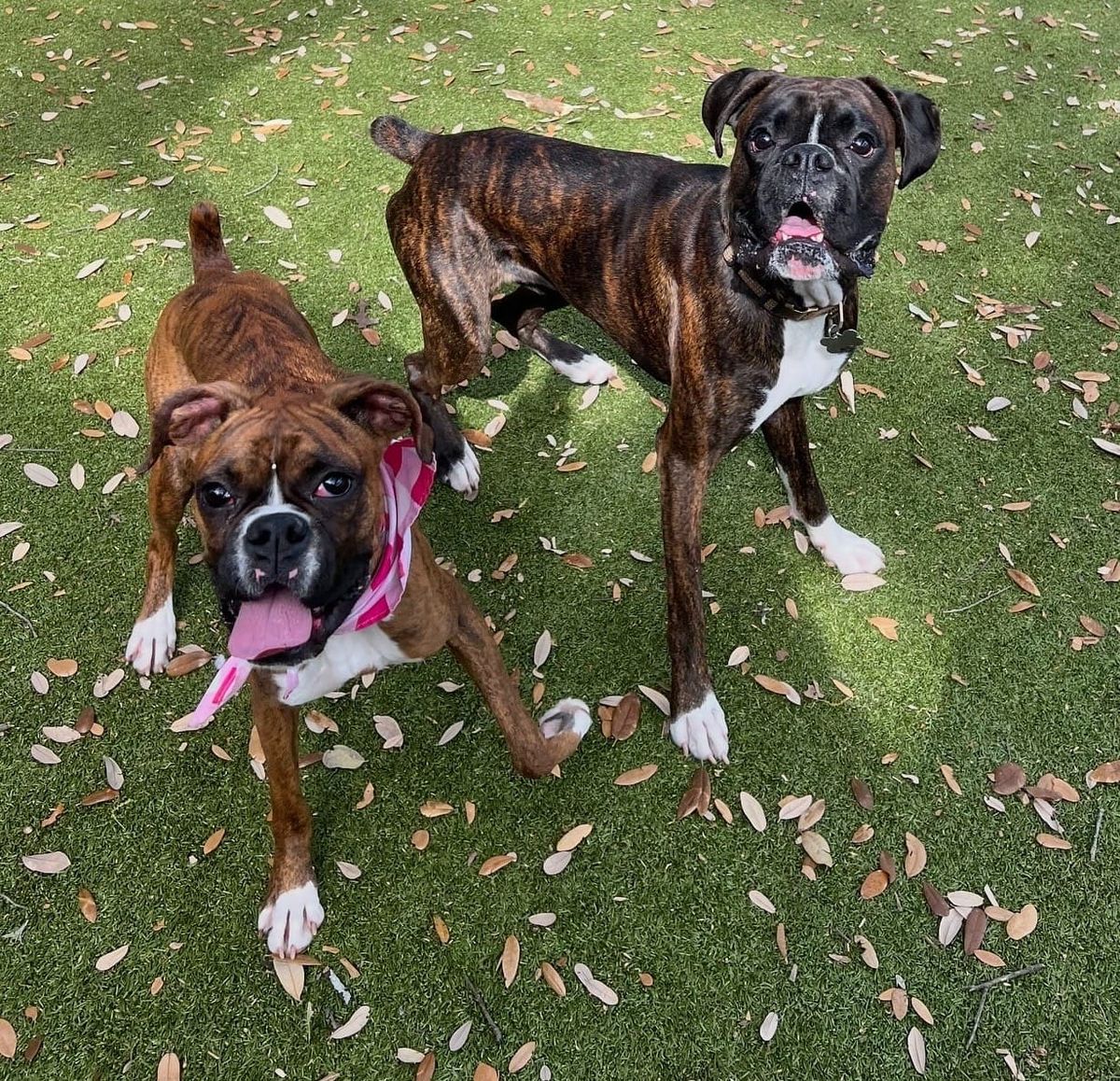 Complete Boxer Feeding Guide: Portions, Ingredients, Toppers & Daily Nutrition