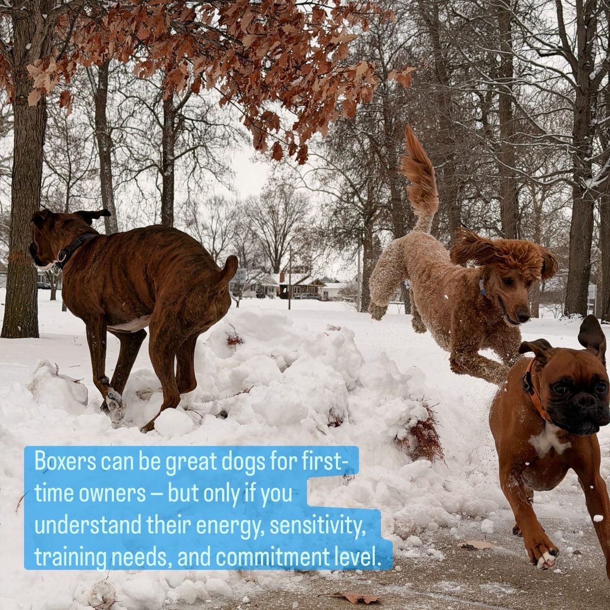 Are Boxers Good for First-Time Dog Owners? The Real Pros & Cons