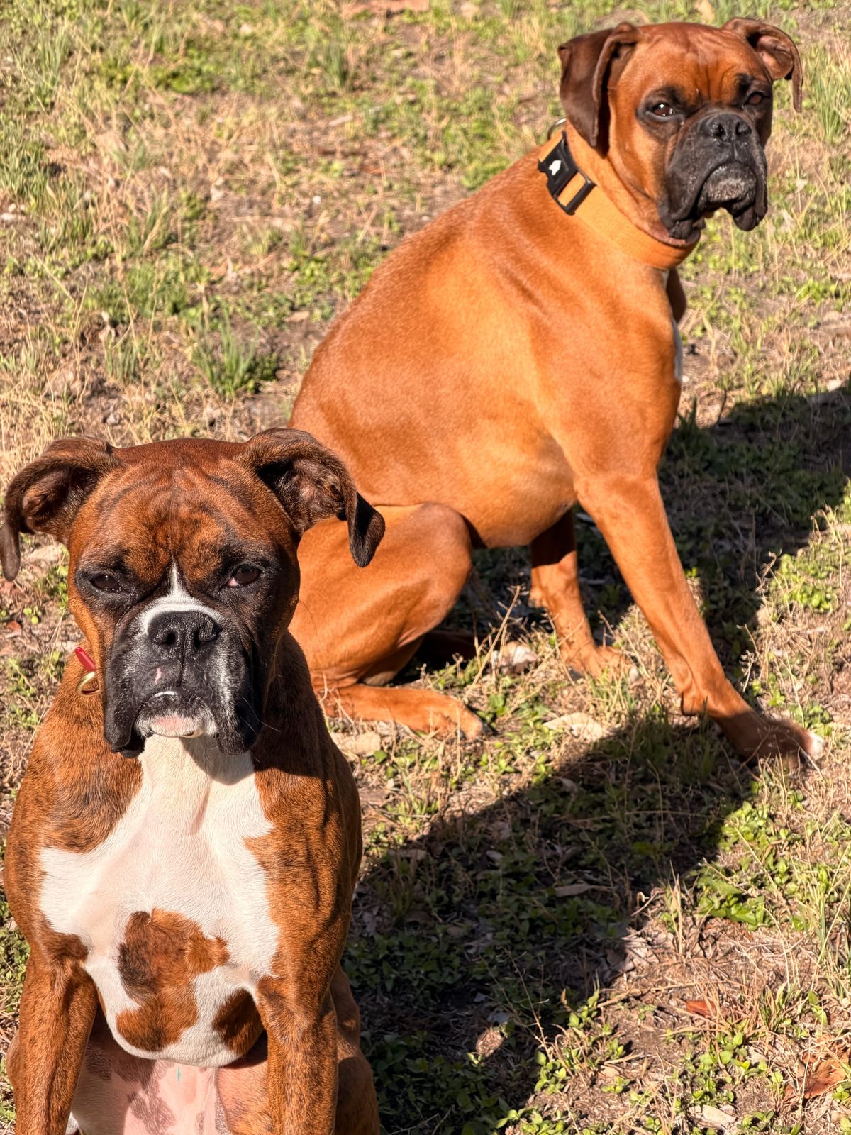 Boxer Bloodlines Explained: How American vs European Boxers Affect Temperament & Training