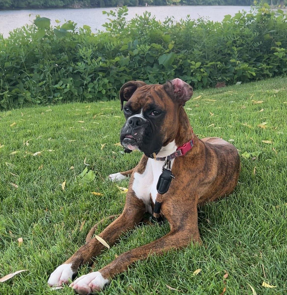 Best Dry Dog Food and Slow Feeder Bowls for Boxers 🥊 : A Boxer-Specific Nutrition Guide