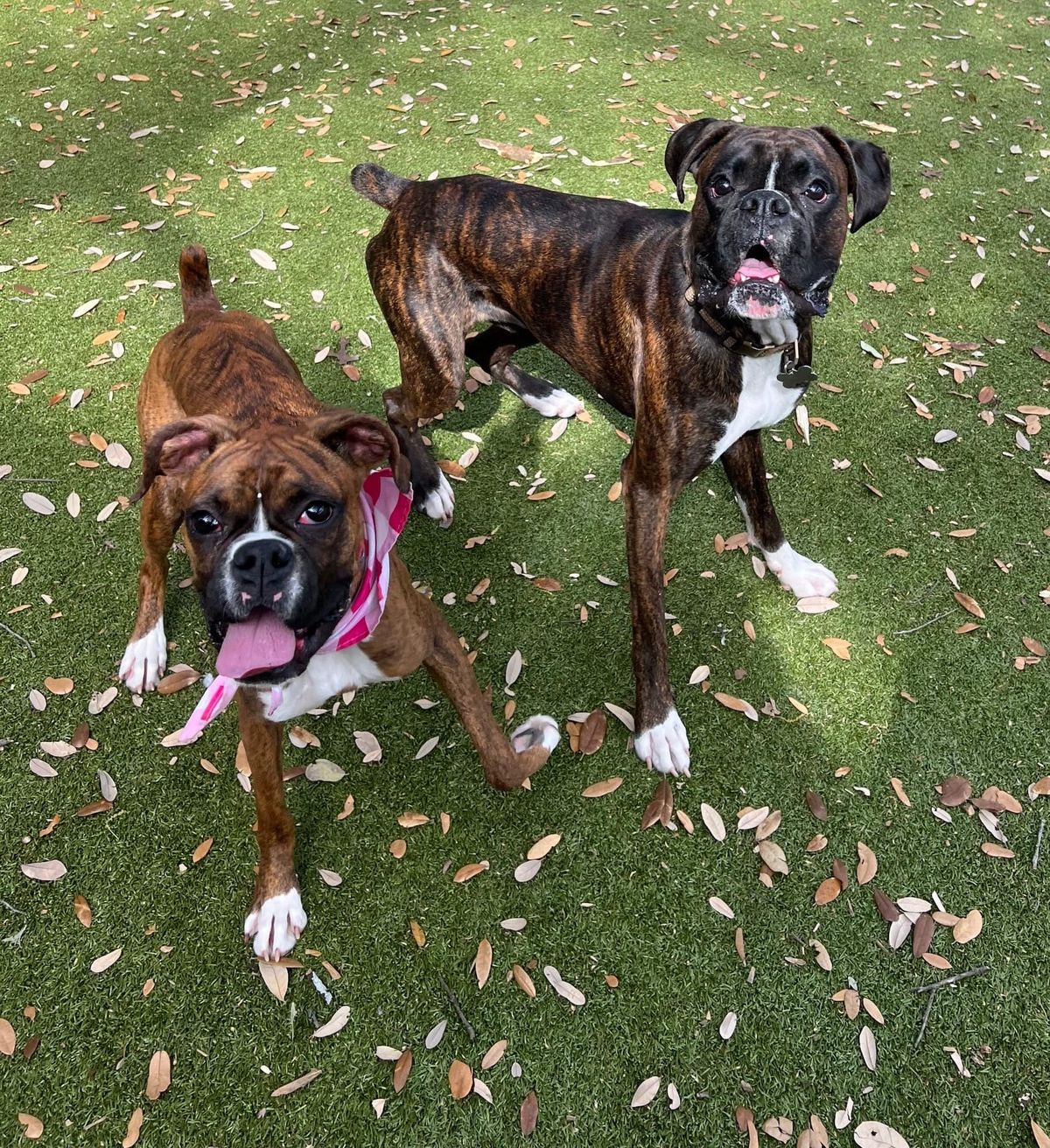 Boxer-Friendly Human Foods: Safe, Healthy Options Your Boxer Can Enjoy