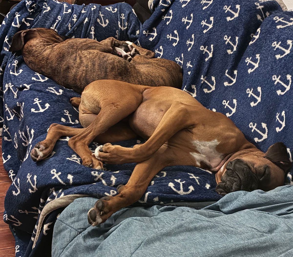 How to Teach Your Boxer to Settle: The Missing Skill Most Boxer Owners Forget