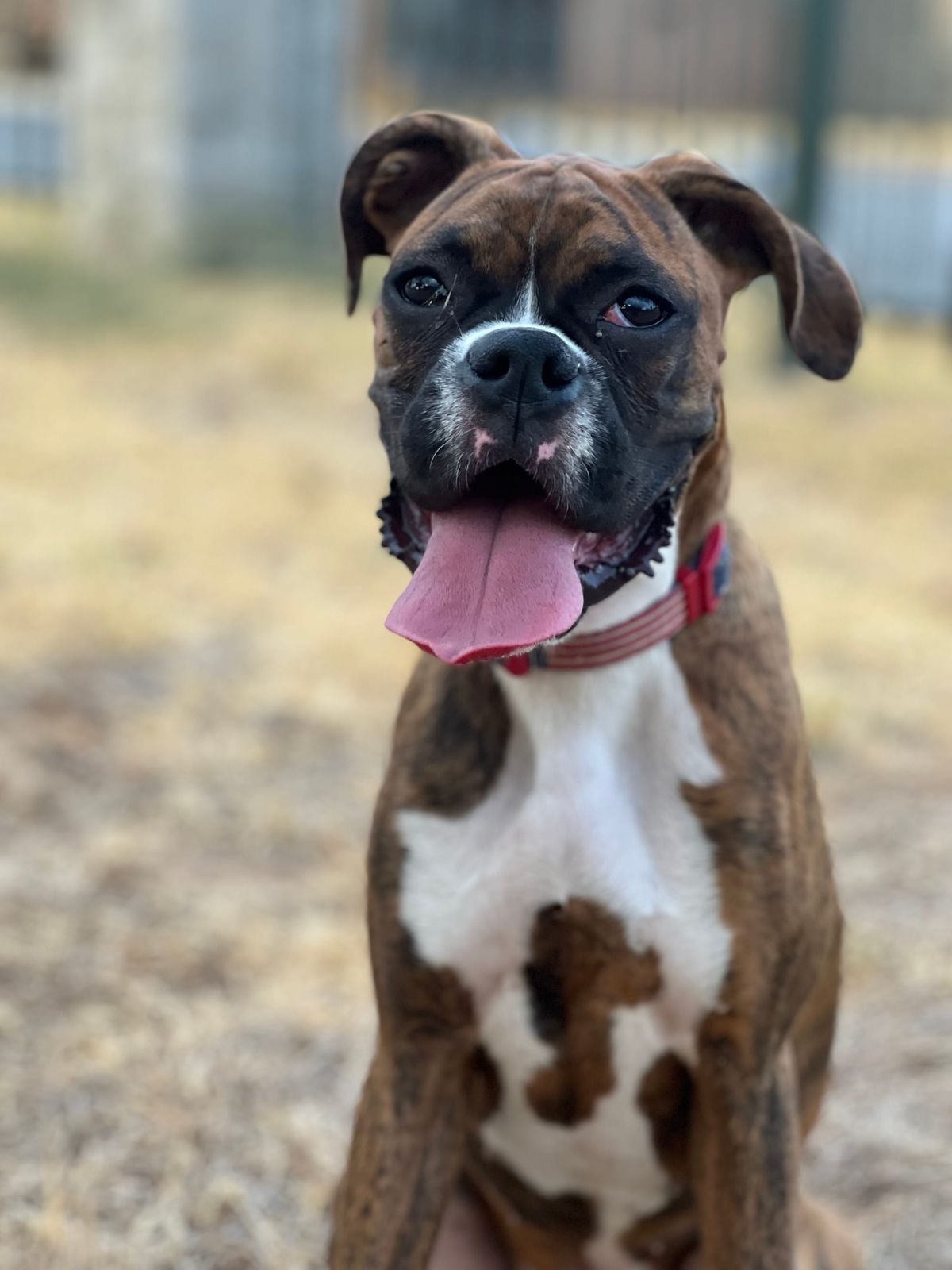 My Boxer Jumps on Everyone Who Comes Through the Door: How to Build Calm Greetings