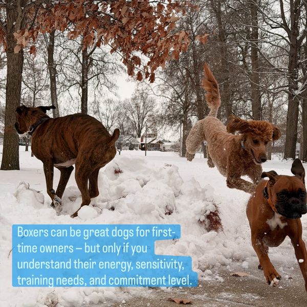 Are Boxers Good for First-Time Dog Owners? The Real Pros & Cons