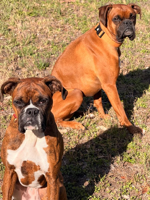 Boxer Bloodlines Explained: How American vs European Boxers Affect Temperament & Training