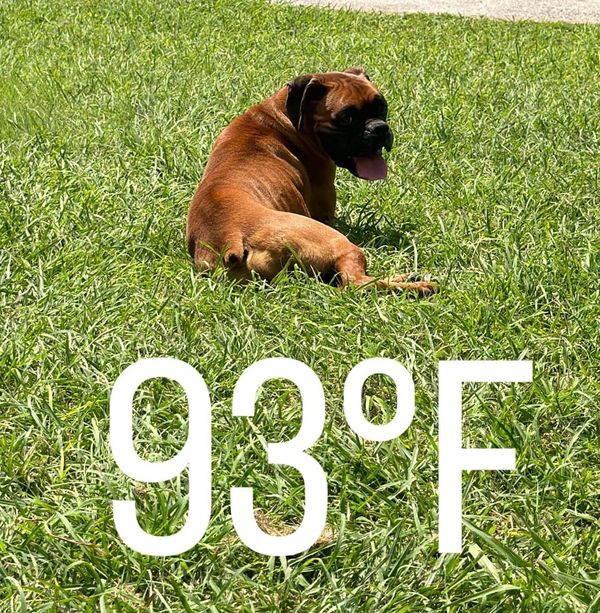 Hot Weather Safety for Boxers: How to Keep Your Boxer Safe in Summer Heat