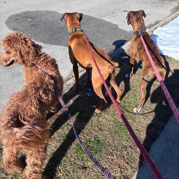 The Walk: What It Means for You and Your Boxer