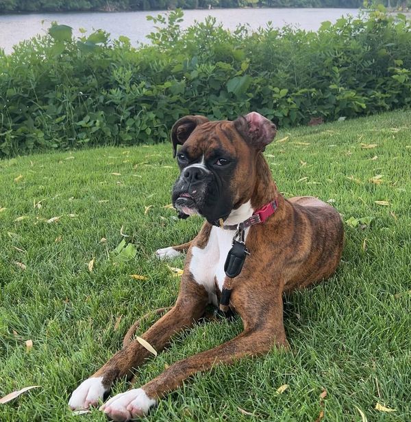 Best Dry Dog Food and Slow Feeder Bowls for Boxers 🥊 : A Boxer-Specific Nutrition Guide