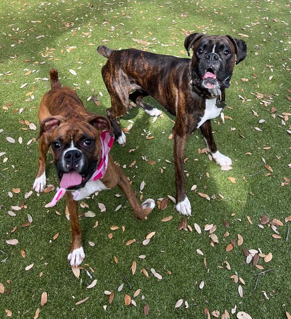Boxer-Friendly Human Foods: Safe, Healthy Options Your Boxer Can Enjoy