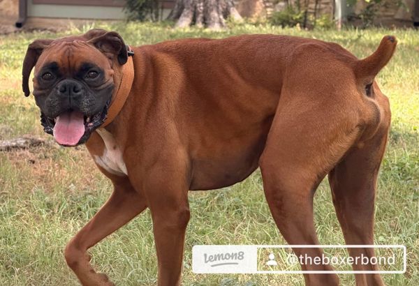How to Build a Calm Morning Routine for Your Boxer 🐾