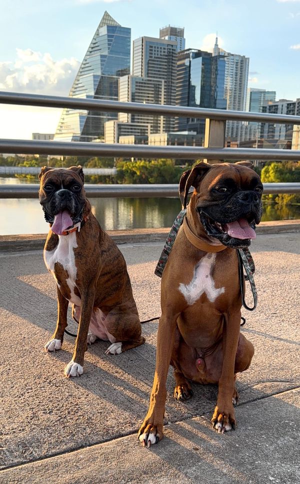 Having Two Boxers: Double the Wiggle Butts, Double the Bond