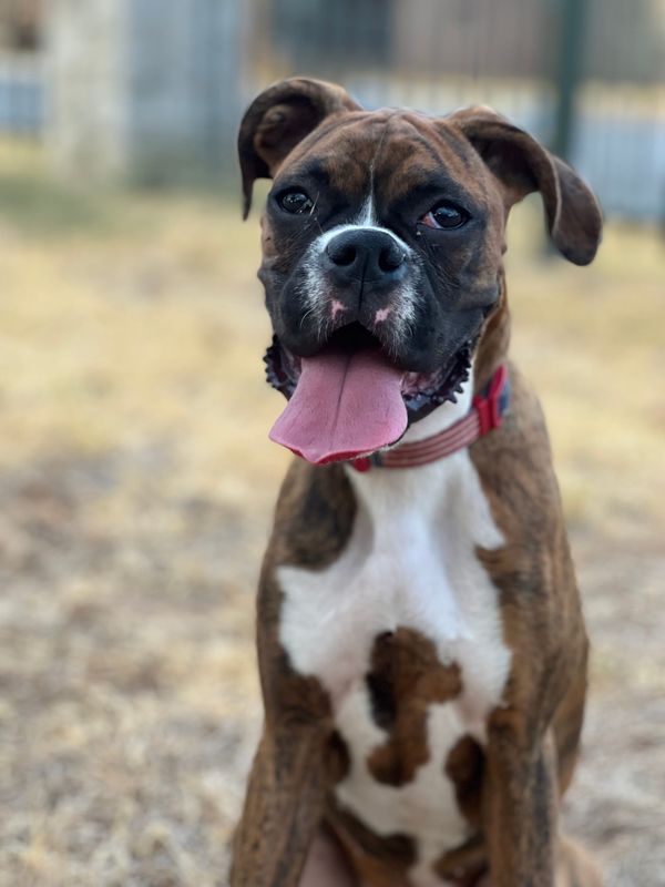 My Boxer Jumps on Everyone Who Comes Through the Door: How to Build Calm Greetings