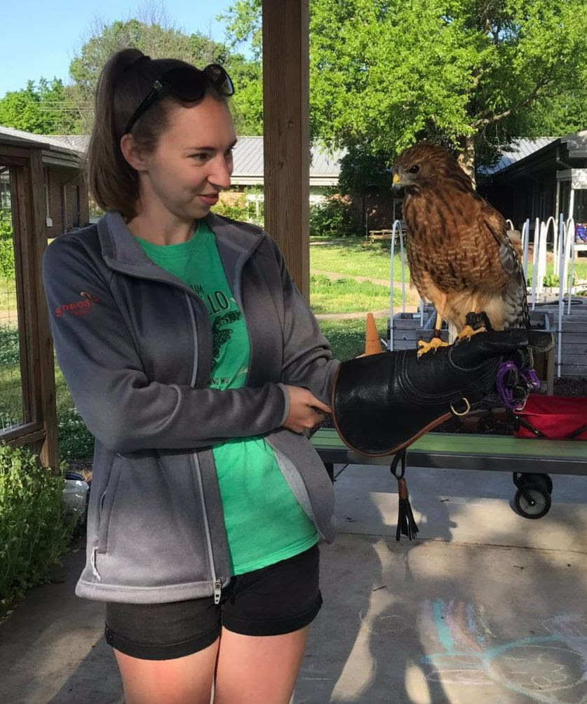 A woman wearing a gray jacket and green shirt holds a red-shouldered hawk on her gloved arm at an outdoor education area. The hawk is part of a wildlife program, with trees and buildings visible in the background.