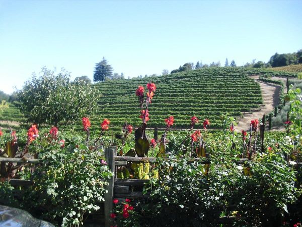 [The Gourmand Next Door] Sonoma: Needles in a Haystack